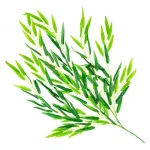 Enredadera Jardin Vertical Deco Ramo Plantax5unidades Diseño