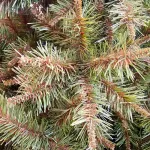 Arbol De Navidad Ciprés 2,10 Mts Tope De Gama Ultra Frondoso Verde Oscuro