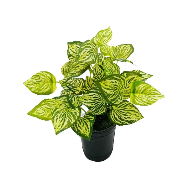 Planta Artificial Maceta Interior Exterior Decorativa Verde