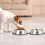 Plato Bebedero Mascota Para Agua Comida Perro Gato Plateado