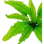 Jardin Vertical Artificial Ramo Helecho Planta Decorativa X5