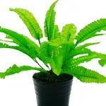 Jardin Vertical Artificial Ramo Planta Pack X10u Decoración