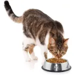 Plato Bebedero Mascota Para Agua Comida Perro Gato Plateado