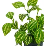 Ramo Artificial Jardin Vertical Planta Decorativa