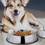 Plato Bebedero Mascota Para Agua Comida Perro Gato Plateado